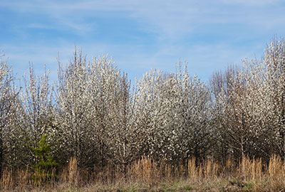 Callery Pear trees