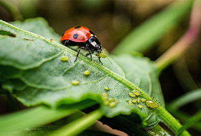 ladybug on a leaf