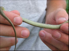 Ventral view of an Eastern garter snake