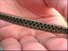 Dorsal view of an Eastern garter snake