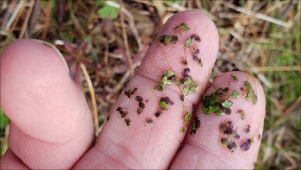 Small plants on a finger