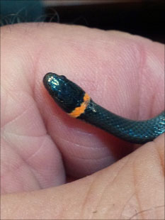 Dorsal view of a ring-necked snake