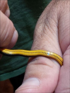 Ventral view of a ring-necked snake