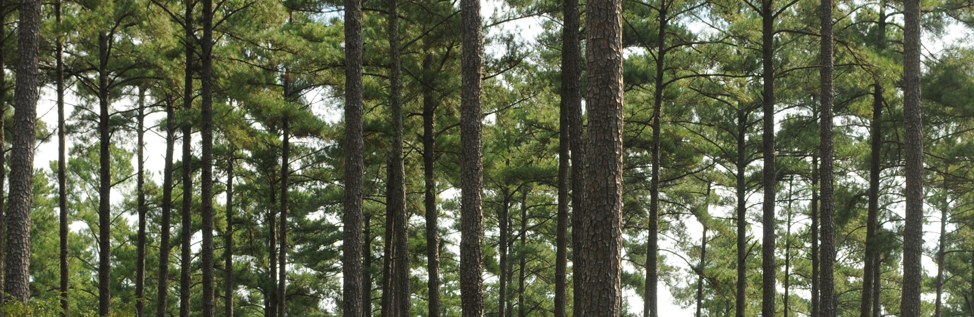 clemson experimental forest