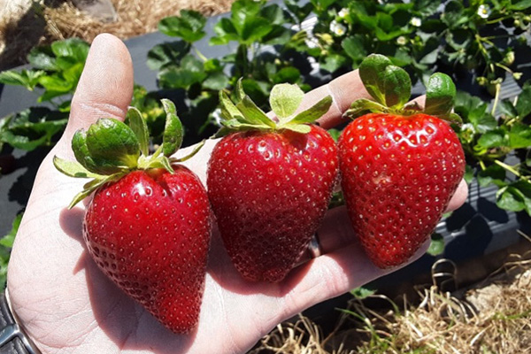 farmer holding strawberries
