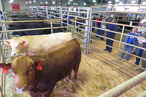 livestock stalling in the cattle complex