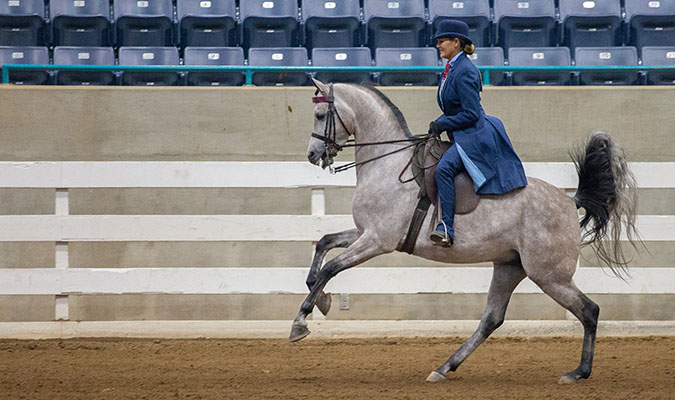 Female riding a horse in the Arabian horse show