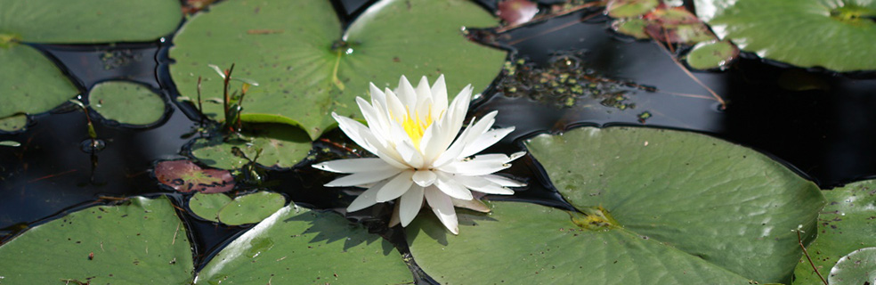 flower and lily pads on lake