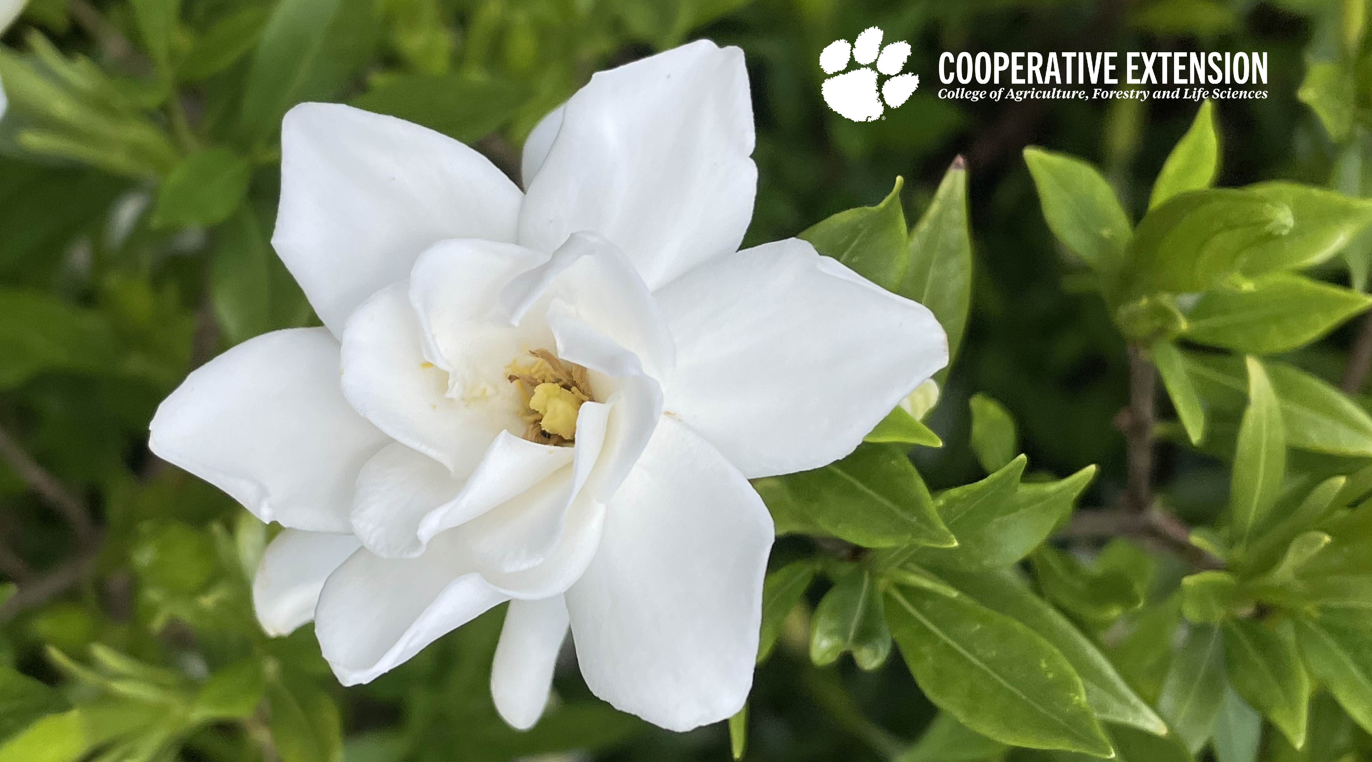 White flower bloom