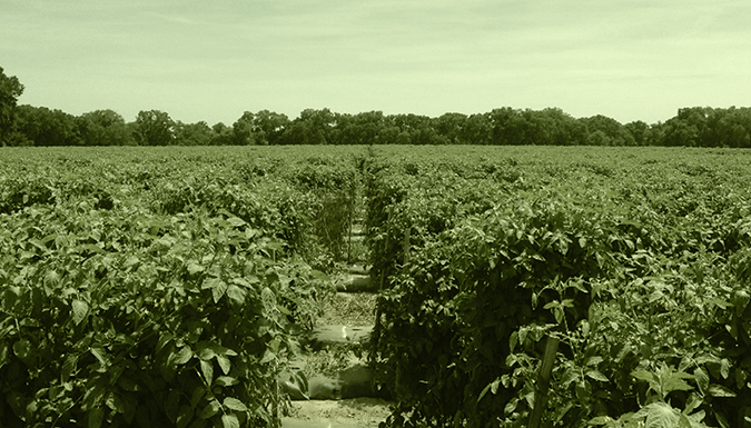 Tractor spraying pesticides.