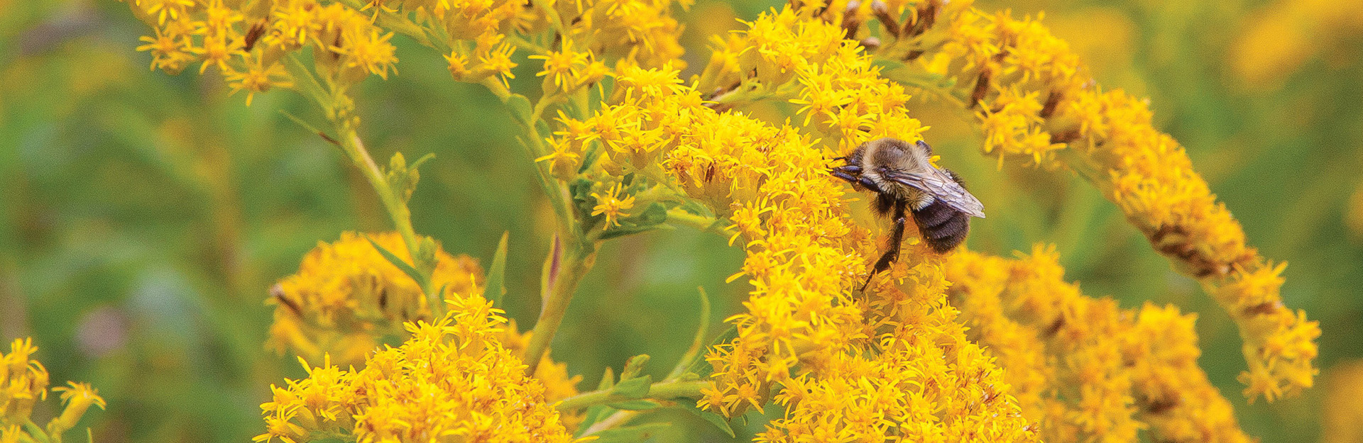 bumble bee on a beautiful yellow flower