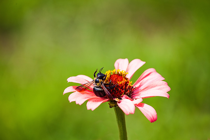 bee on flower 