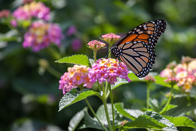 butterfly landing on beautiful blooming flower