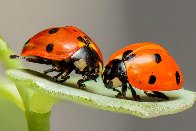 lady bug on green leaf