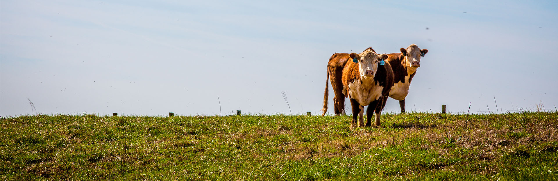 cow standing in pasture
