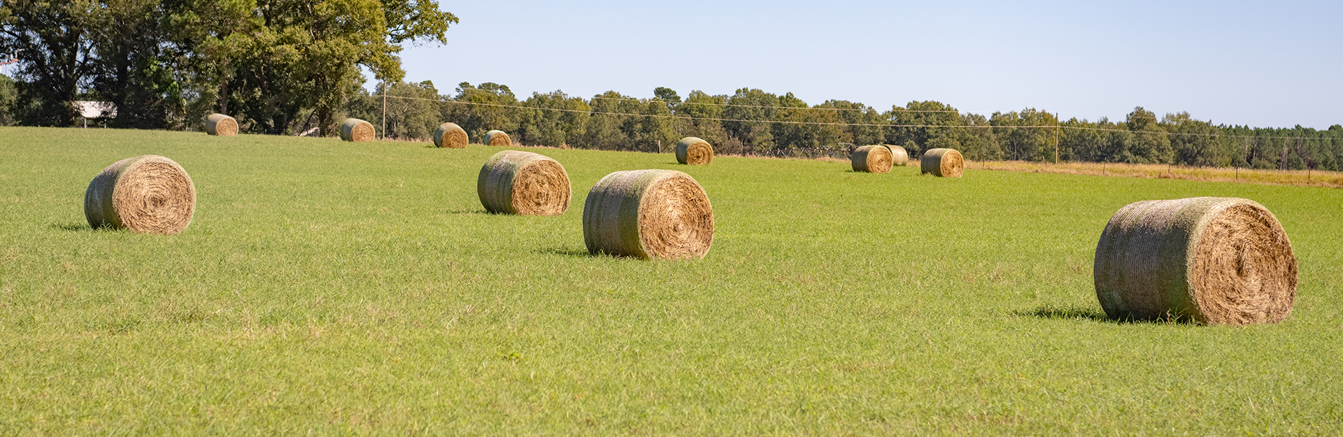 hay bales in a field