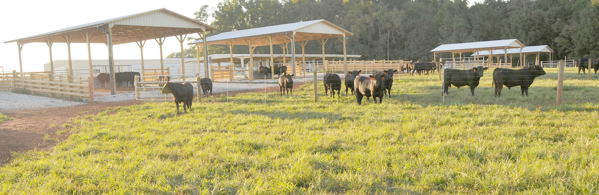 Bulls in a field