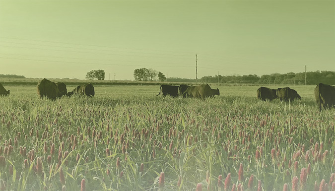 livestock