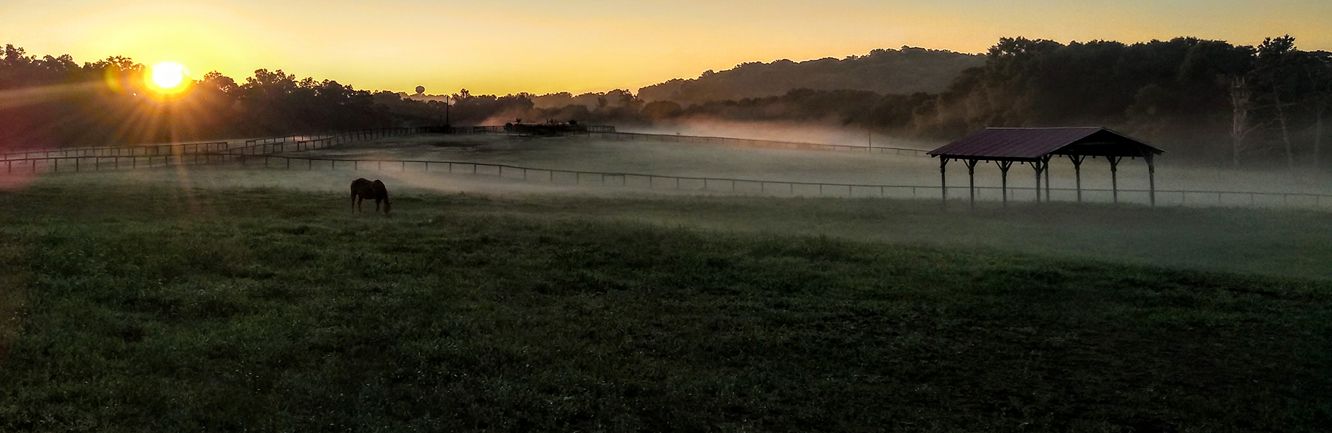 horse grazing in a field on a foggy morning