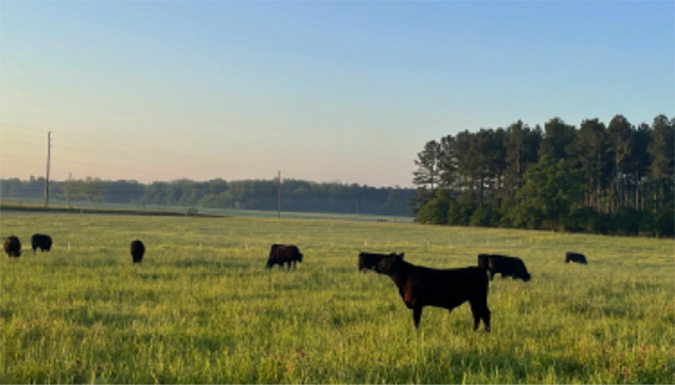 livestock in a field