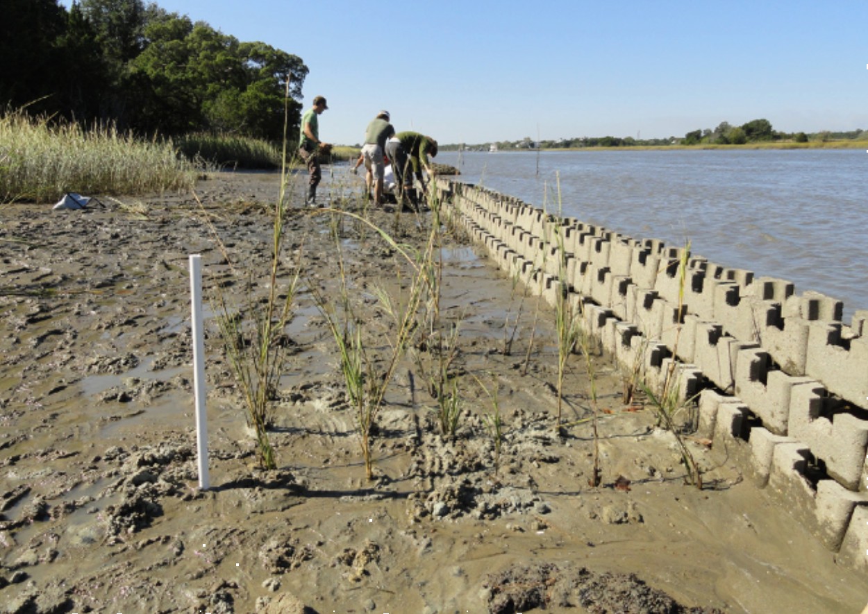 transplanted marsh grass by an oyster castle reef