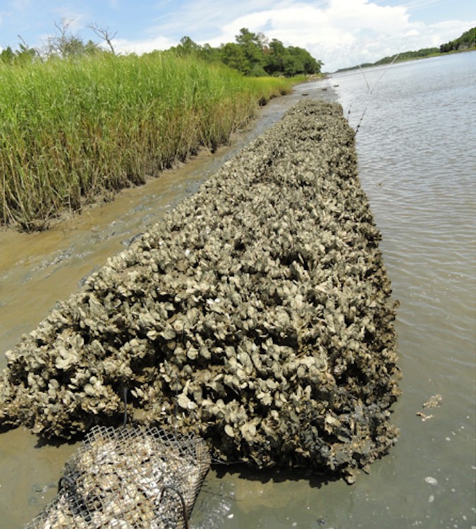 oyster growth on oyster castles