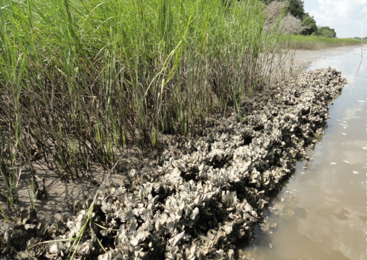 oyster castles and thick marsh grass