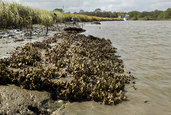 oyster living shoreline
