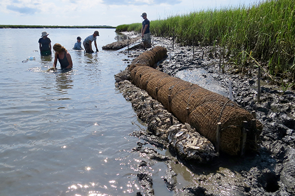 coir log installation