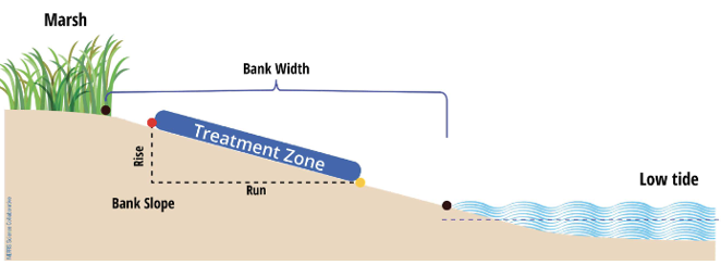 Bank slope and width for a living shoreline diagram
