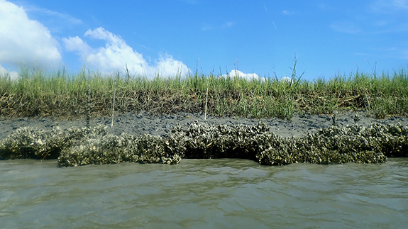 oyster growth on manufactured wire reefs