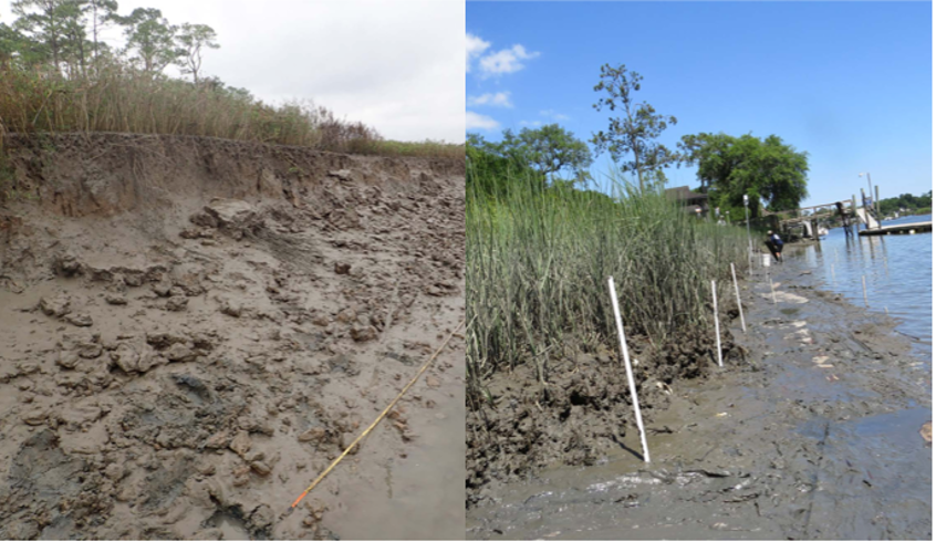 Marsh with pronounced and marsh with out pronounced escarpment