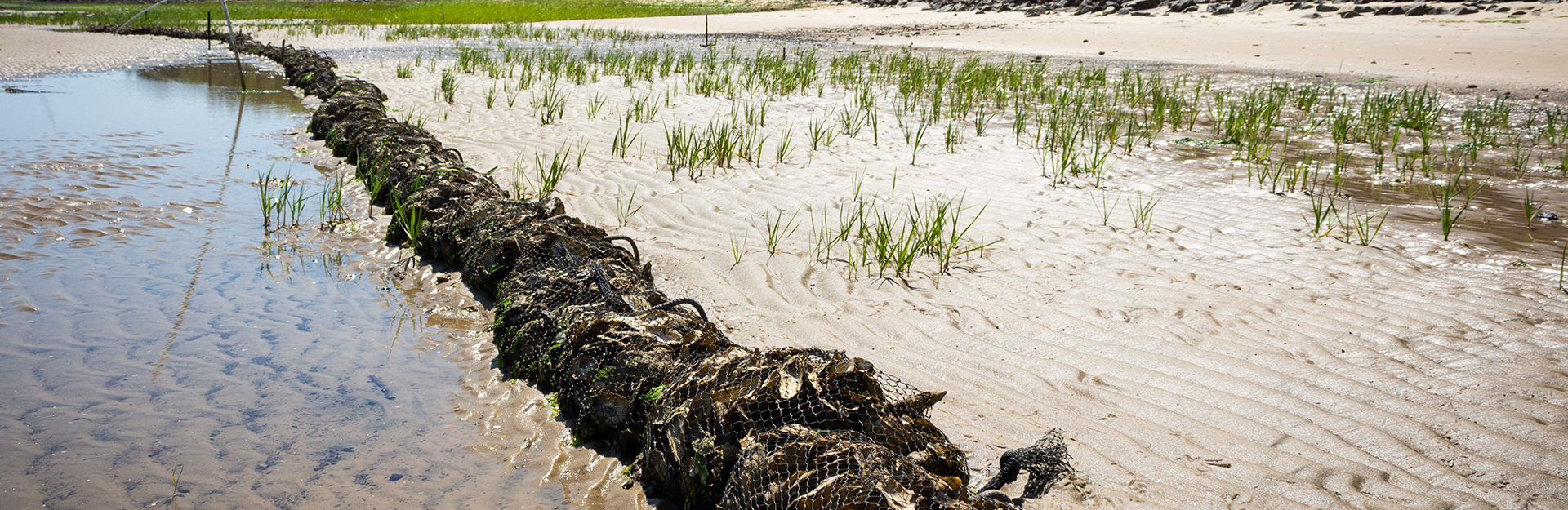 oyster shell bag living shoreline