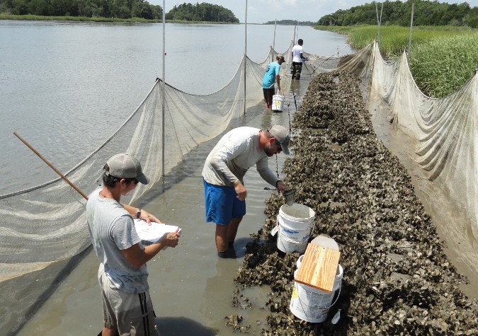 palmetto plantation regional fish monitor