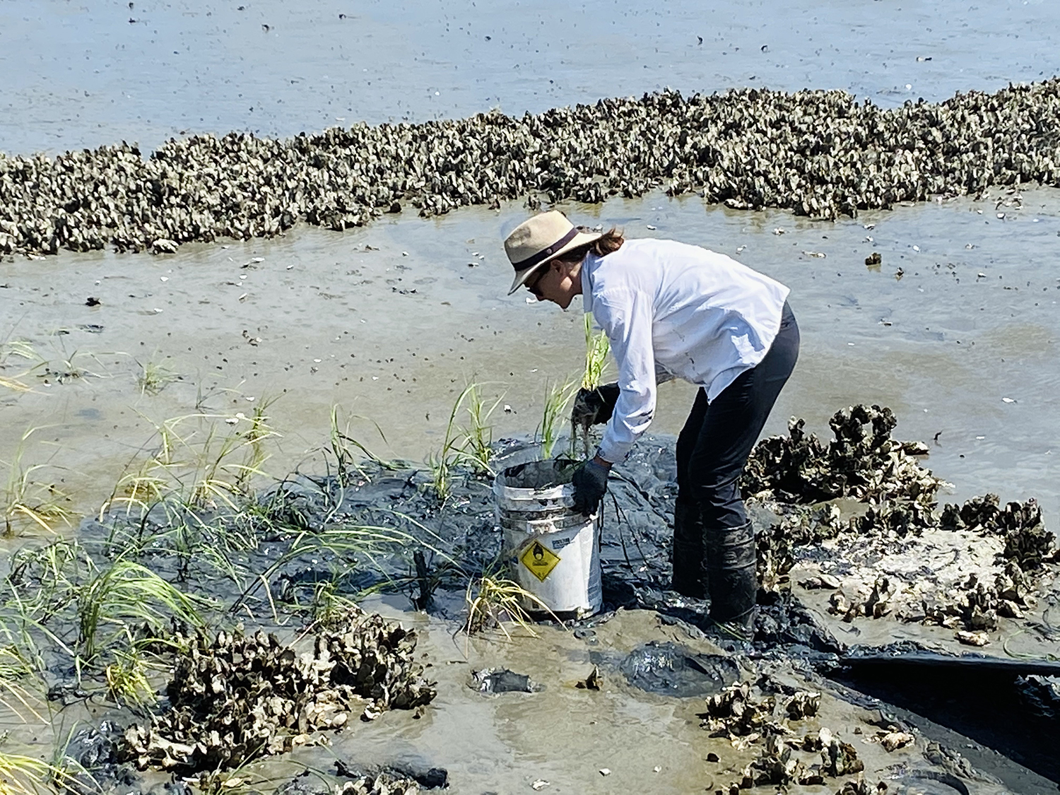 salt marsh planting