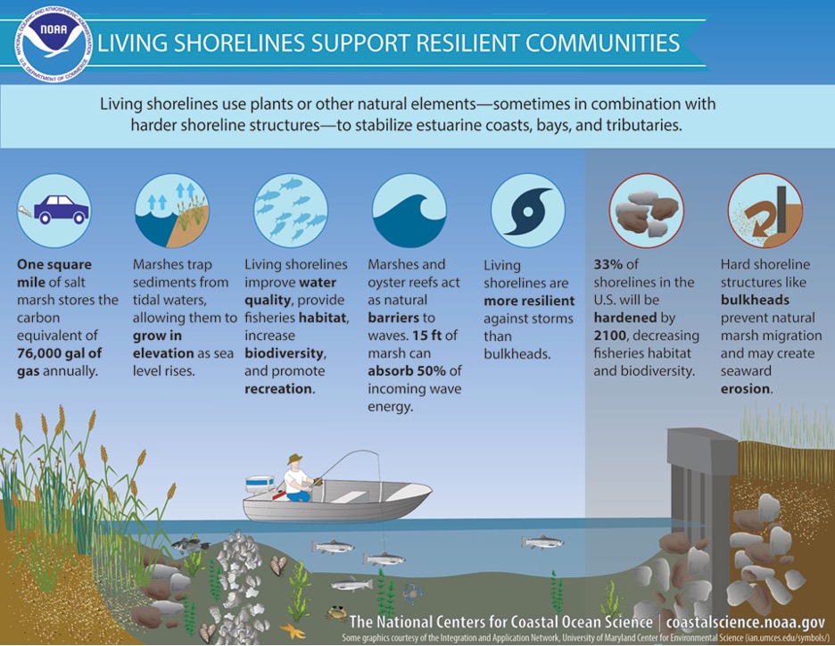 Graphic depicting benefits of living shorelines