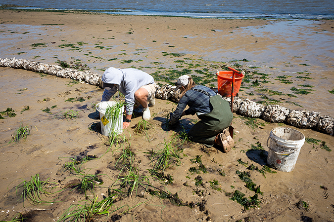 spartina-marsh-grass.jpg