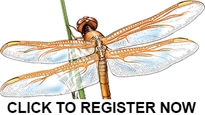 dragonfly logo