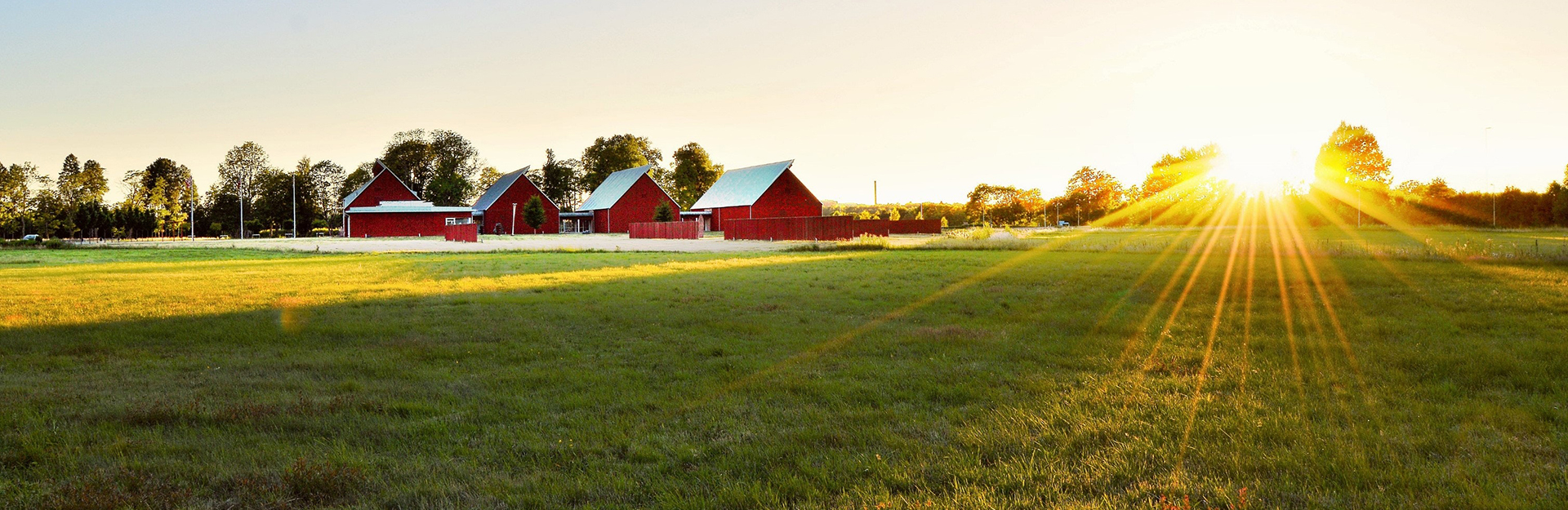 red barns and sunrise over a green grassy farm filed