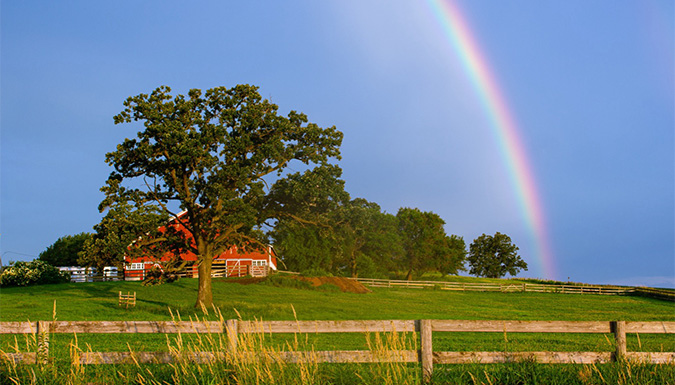 tree in field with rainbow