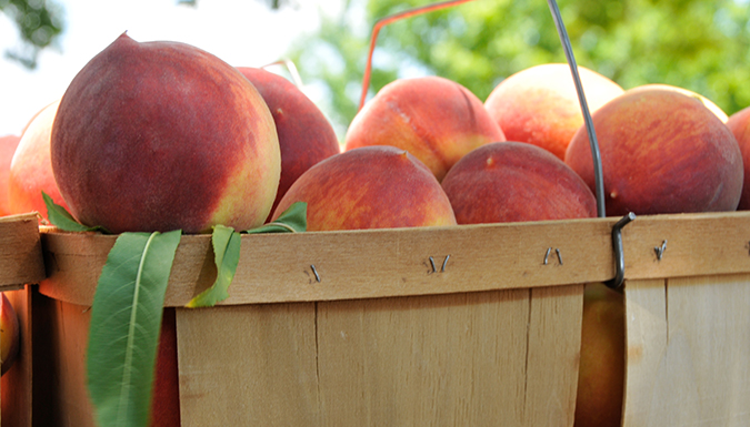 fresh peaches in a basket