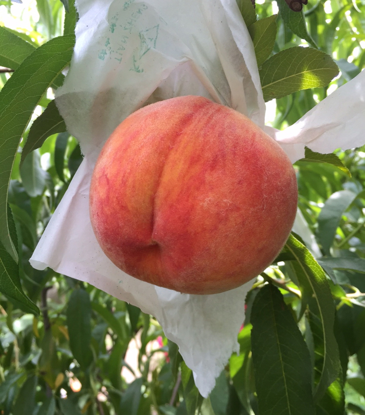 clemson bag peach on ripe peach