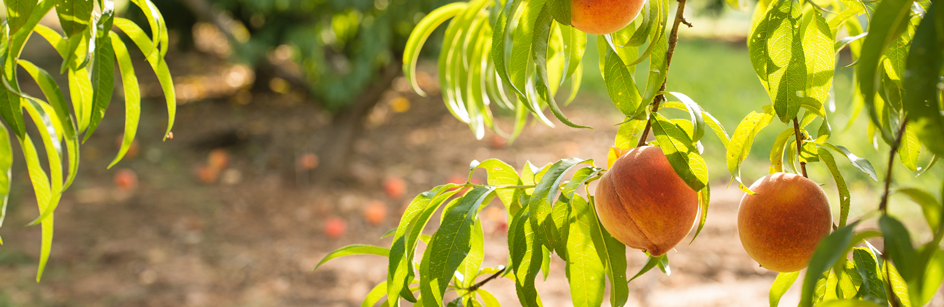 peach trees full of fruit