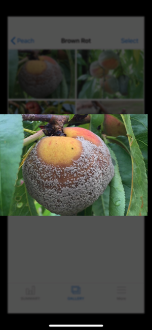 screenshot of myipm app showing close up photo of rot on a peach