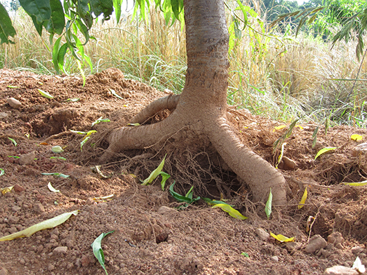 root collar