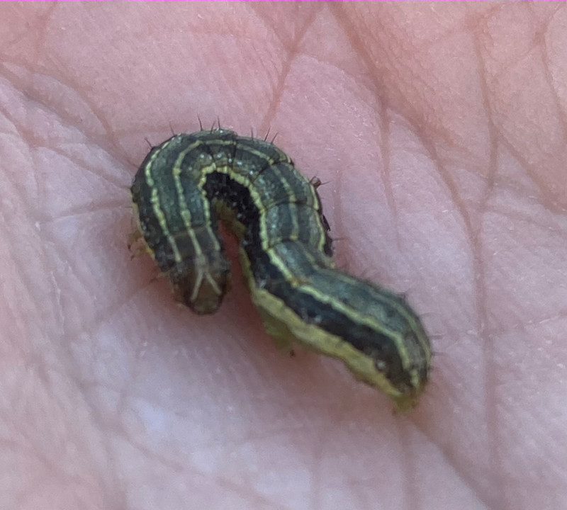 Person holding a fall armyworm in the palm of their hand