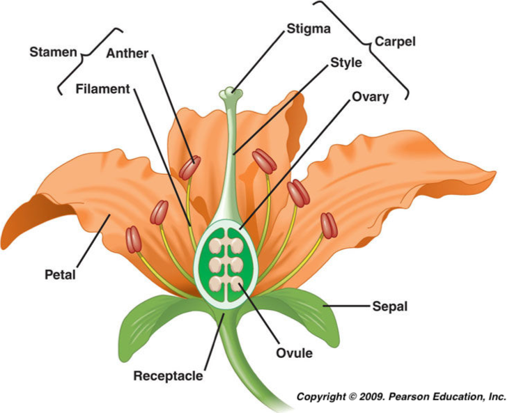 The Importance Of Pollinators College