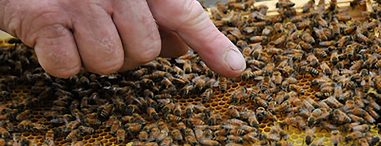 Honey bees on a frame