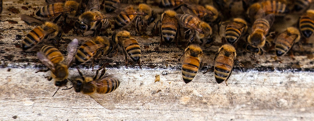 bees at the hive entrance