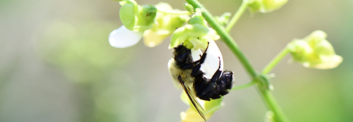 bumble bee on a lima bean flower